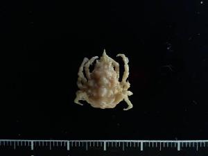  ( - RSS0370)  @11 [ ] Copyright (2017) Moritz Sonnewald Senckenberg Research Institute