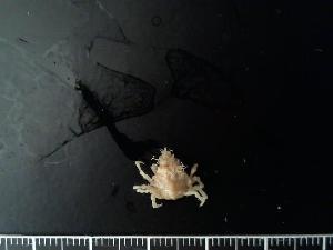  ( - RSS0371)  @11 [ ] Copyright (2017) Moritz Sonnewald Senckenberg Research Institute