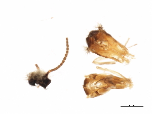  (Ochrotrichia panamensis - UMSP000075386)  @12 [ ] CreativeCommons - Attribution (2010) CBG Photography Group Centre for Biodiversity Genomics