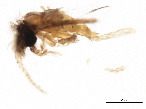  (Zumatrichia diamphidia - UMSP000075788)  @12 [ ] CreativeCommons - Attribution (2010) CBG Photography Group Centre for Biodiversity Genomics