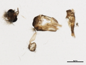  (Ochrotrichia alsea - UMSP000123396)  @12 [ ] CreativeCommons - Attribution (2010) CBG Photography Group Centre for Biodiversity Genomics