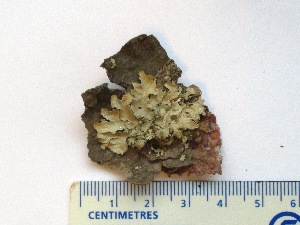  ( - CCDB-23968-A03)  @11 [ ] CreativeCommons - Attribution (2016) CBG Photography Group Centre for Biodiversity Genomics