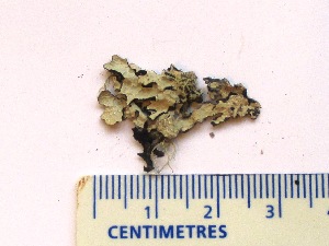  ( - CCDB-23968-B03)  @11 [ ] CreativeCommons - Attribution (2016) CBG Photography Group Centre for Biodiversity Genomics