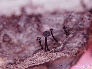  ( - CCDB-23968-C06)  @11 [ ] CreativeCommons - Attribution (2016) CBG Photography Group Centre for Biodiversity Genomics