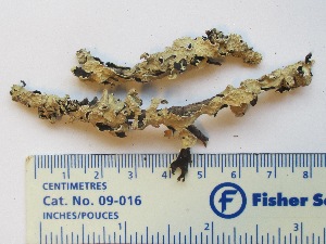  ( - CCDB-23968-D03)  @11 [ ] CreativeCommons - Attribution (2016) CBG Photography Group Centre for Biodiversity Genomics