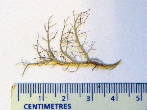  ( - CCDB-23968-F03)  @11 [ ] CreativeCommons - Attribution (2016) CBG Photography Group Centre for Biodiversity Genomics