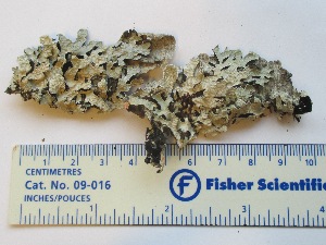  ( - CCDB-23968-F04)  @11 [ ] CreativeCommons - Attribution (2016) CBG Photography Group Centre for Biodiversity Genomics