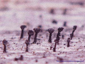  ( - CCDB-23968-F08)  @11 [ ] CreativeCommons - Attribution (2016) CBG Photography Group Centre for Biodiversity Genomics