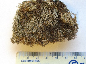  ( - CCDB-23968-F10)  @11 [ ] CreativeCommons - Attribution (2016) CBG Photography Group Centre for Biodiversity Genomics