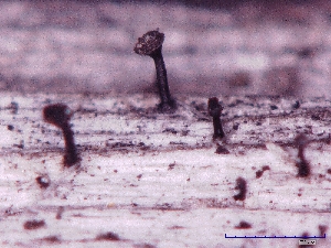  ( - CCDB-23968-G08)  @11 [ ] CreativeCommons - Attribution (2016) CBG Photography Group Centre for Biodiversity Genomics