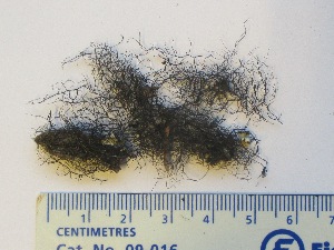  (Bryoria tenuis - CCDB-23968-H12)  @11 [ ] CreativeCommons - Attribution (2016) CBG Photography Group Centre for Biodiversity Genomics