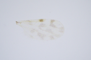  ( - RUSS12)  @11 [ ] Copyright (2024) Unspecified Ramkhamhaeng University