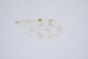  ( - RUSS7)  @11 [ ] Copyright (2024) Unspecified Ramkhamhaeng University