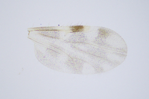  ( - RUSS13)  @11 [ ] Copyright (2024) Unspecified Ramkhamhaeng University