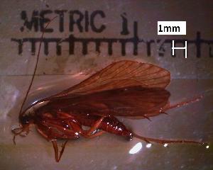  ( - UPEI-INV-065)  @11 [ ] CreativeCommons - Attribution Non-Commercial Share-Alike (2019) Kyle Knysh University of Prince Edward Island