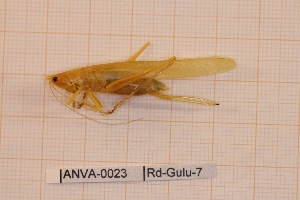  (Ruspolia cf. fuscopunctata - ANVA-0023)  @11 [ ] CreativeCommons - Attribution Non-Commercial Share-Alike (2018) Heikki Roininen University of Eastern Finland