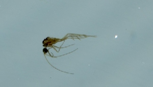  (Psychomyia forcipata - TVTRI0149)  @12 [ ] Unspecified (default): All Rights Reserved  Unspecified Unspecified