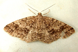  ( - RWWA-0099)  @13 [ ] Copyright (2010) Unspecified Unspecified