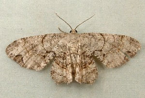  ( - RWWA-0263)  @13 [ ] Copyright (2010) Unspecified Unspecified