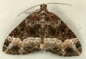  ( - RWWA-0344)  @13 [ ] Copyright (2010) Unspecified Unspecified