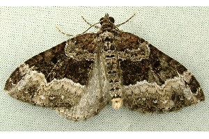  ( - RWWA-0533)  @13 [ ] Copyright (2010) Unspecified Unspecified