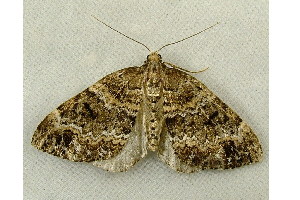  ( - RWWA-0592)  @13 [ ] Copyright (2010) Unspecified Unspecified
