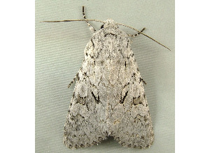  ( - RWWA-0947)  @12 [ ] Copyright (2010) Unspecified Unspecified