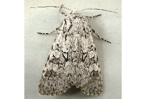  ( - RWWA-0950)  @12 [ ] Copyright (2010) Unspecified Unspecified