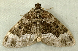  ( - RWWA-0982)  @13 [ ] Copyright (2010) Unspecified Unspecified