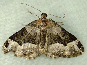  ( - RWWA-1857)  @13 [ ] CreativeCommons - Attribution Non-Commercial Share-Alike (2010) Richard Wilson Unspecified