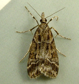  ( - RWWA-1865)  @12 [ ] CreativeCommons - Attribution Non-Commercial Share-Alike (2010) Richard Wilson Unspecified