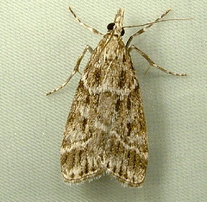  ( - RWWA-1869)  @12 [ ] CreativeCommons - Attribution Non-Commercial Share-Alike (2010) Richard Wilson Unspecified