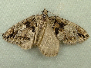  ( - RWWA-1736)  @13 [ ] CreativeCommons - Attribution Non-Commercial Share-Alike (2010) Richard Wilson Unspecified