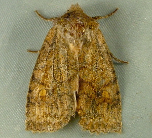  ( - BIOUG07834-A05)  @12 [ ] CreativeCommons - Attribution (2013) CBG Photography Group Centre for Biodiversity Genomics