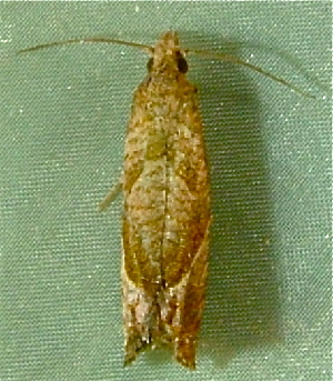  ( - BIOUG07834-E10)  @12 [ ] CreativeCommons - Attribution (2013) CBG Photography Group Centre for Biodiversity Genomics