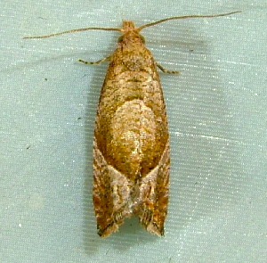  ( - BIOUG25971-C09)  @12 [ ] CreativeCommons - Attribution Non-Commercial Share-Alike (2015) Richard Wilson Unspecified