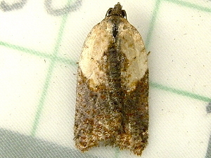  (Acleris fragariana - RWWA-2066)  @13 [ ] CreativeCommons - Attribution Non-Commercial Share-Alike (2010) Richard Wilson Unspecified
