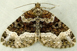  ( - RWWA-2501)  @13 [ ] CreativeCommons - Attribution (2011) CBG Photography Group Centre for Biodiversity Genomics