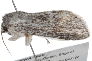  ( - RWWA-3620)  @12 [ ] CreativeCommons - Attribution (2013) CBG Photography Group Centre for Biodiversity Genomics