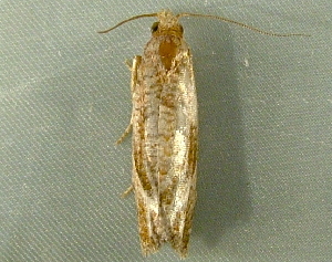  ( - RWWA-3725)  @12 [ ] CreativeCommons - Attribution Non-Commercial Share-Alike (2012) Richard Wilson Unspecified