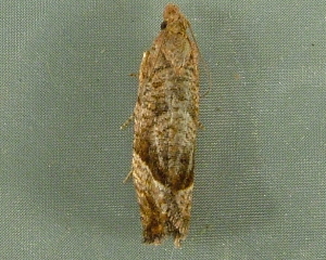  ( - RWWA-3732)  @12 [ ] CreativeCommons - Attribution Non-Commercial Share-Alike (2012) Richard Wilson Unspecified