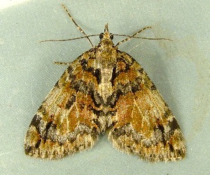  ( - RWWA-3805)  @13 [ ] CreativeCommons - Attribution Non-Commercial Share-Alike (2012) Richard Wilson Unspecified