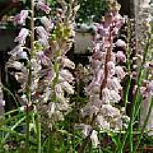  (Lachenalia youngii - UFS119)  @11 [ ] Unspecified (default): All Rights Reserved  Unspecified Unspecified