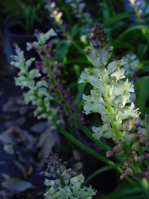  (Lachenalia capensis - UFS125)  @11 [ ] Unspecified (default): All Rights Reserved  Unspecified Unspecified