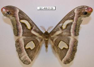  (Epiphora rectifascia watulegei - BC-ARI 0139)  @14 [ ] Copyright (2011) Andreas Riekert Unspecified