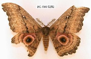  ( - BC-ARI 0292)  @13 [ ] Copyright (2011) Andreas Riekert Unspecified