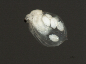  ( - 08PROBE-0886)  @14 [ ] CreativeCommons - Attribution (2008) CBG Photography Group Centre for Biodiversity Genomics