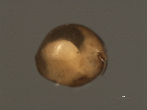  ( - 08PROBE-0899)  @12 [ ] CreativeCommons - Attribution (2008) CBG Photography Group Centre for Biodiversity Genomics