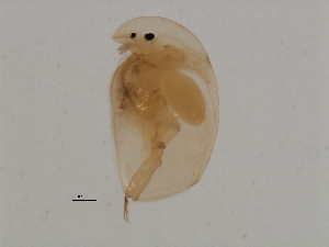  (Acroperus sp. 1 NA - 08PROBE-2135)  @13 [ ] CreativeCommons - Attribution (2008) CBG Photography Group Centre for Biodiversity Genomics