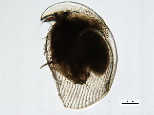  ( - 08PROBE-JM042)  @13 [ ] CreativeCommons - Attribution (2010) CBG Photography Group Centre for Biodiversity Genomics